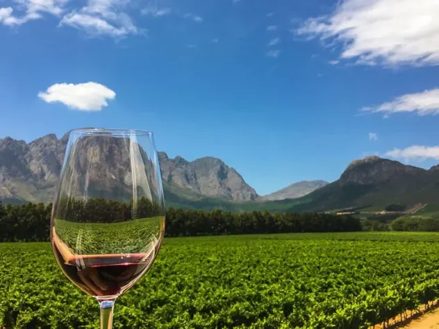 A Winelands vineyard below the mountains
