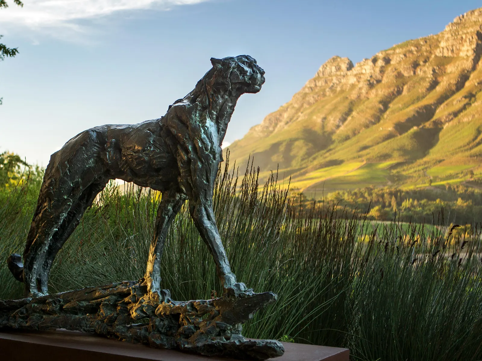 A cheetah sculpture among the vineyards at a Stellenbosch estate