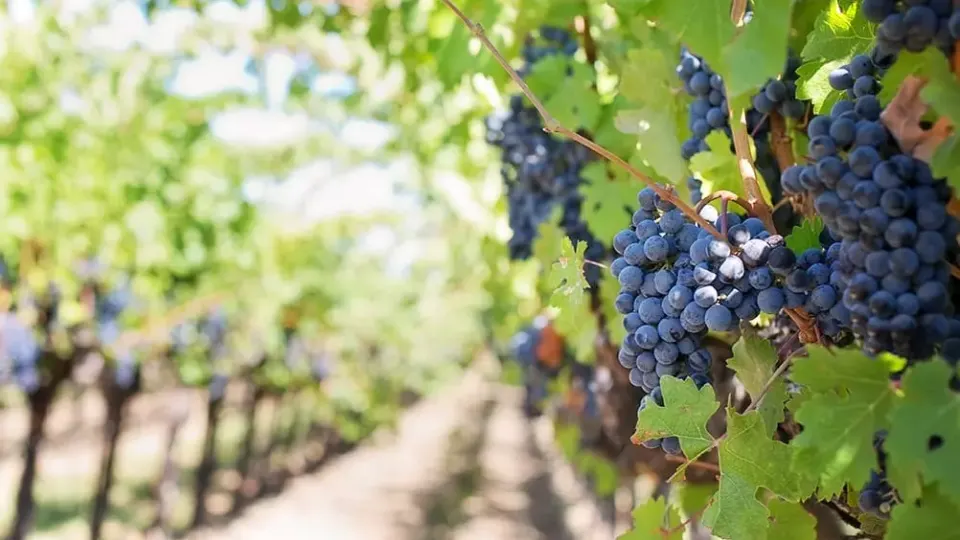 Ripe wine grapes on the vine