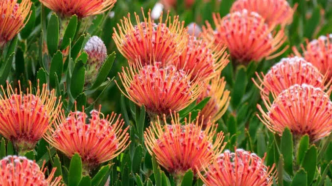 Pincushion proteas in flower at Kirstenbosch