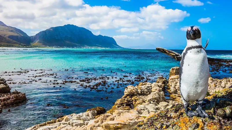 The coast at Stony Point, Betty's Bay