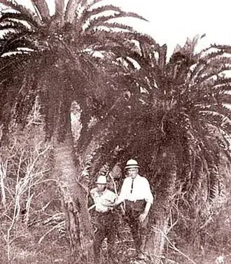 The original Wood's Cycad in the oNgoye Forest, photographed in the early 1900s